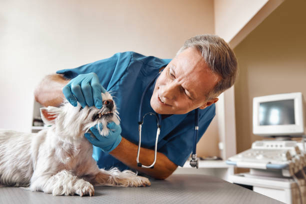Best Tooth Pain Emergency Relief  in Gulf Shores, AL